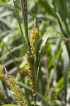 Shoreline sedge